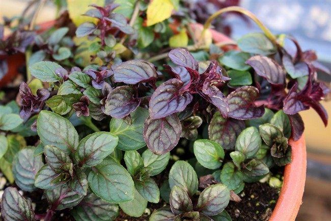 These plants are the next best thing to chocolate