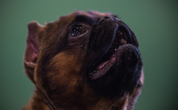  A Brussels Griffon competes in the 138th annual Westminster Dog Show at the Piers 92/94 on February 10, 2014 in New York City.