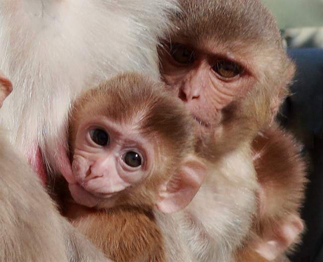 In the 1989 outbreak of Ebola in the U.S. the virus killed several macaque monkeys, similar to the onse seen here.