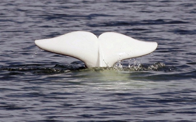 A beluga whale shows its tail in the St.Lawrence River near Tadoussac Que.,