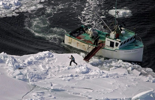A hunter heads towards a harp seal in the southern Gulf of St. Lawrence March 25, 2009. (File photo)