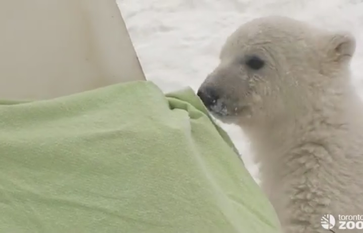 Humphrey polar bear