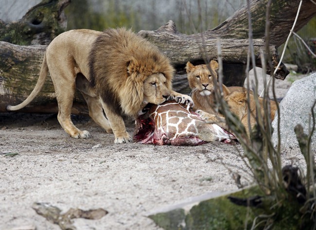 The zoo that faced protests for killing a healthy giraffe to prevent inbreeding says it has put down four lions, including two cubs, to make room for a new male lion. 