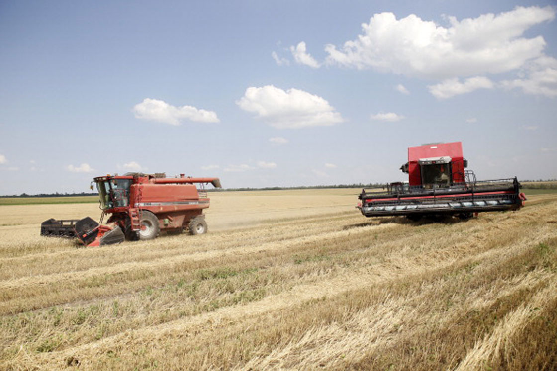 Ukrainian wheat being harvested in July, 2013 by grain Exporter ZAT Nibulon.