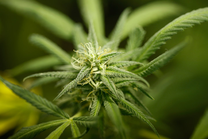 File photo of marijuana.