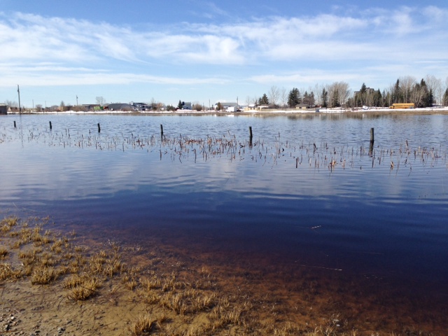 Alberta flooding is literally making people sick - image