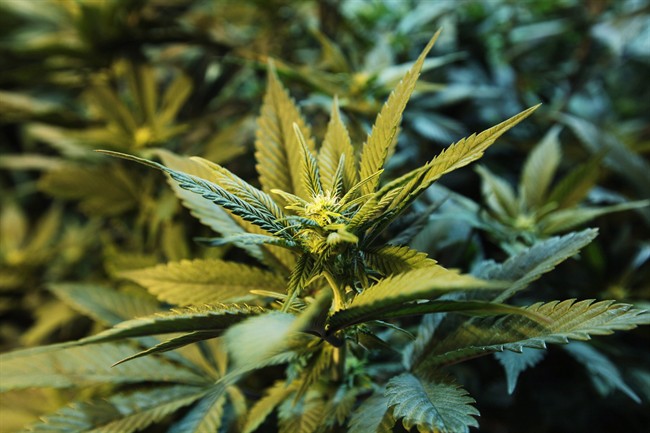 Marijuana legalization