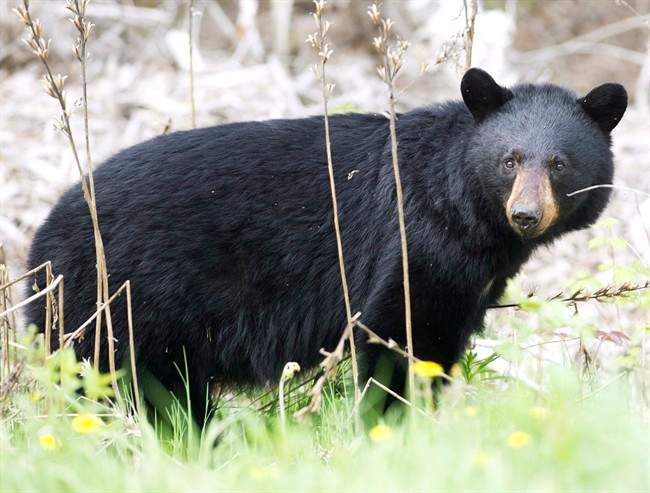 A black bear roams the forest near Timmins, Ont., on May 27, 2012. 