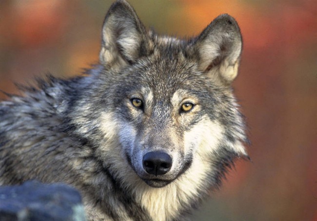 The provincial government said it planned to have hunters shoot as many as 184 wolves from helicopters last year, but wound up killing just half that amount.