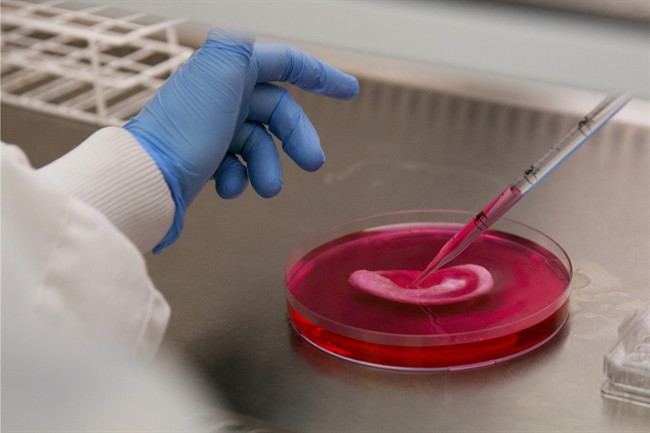 UK scientists make body parts in lab