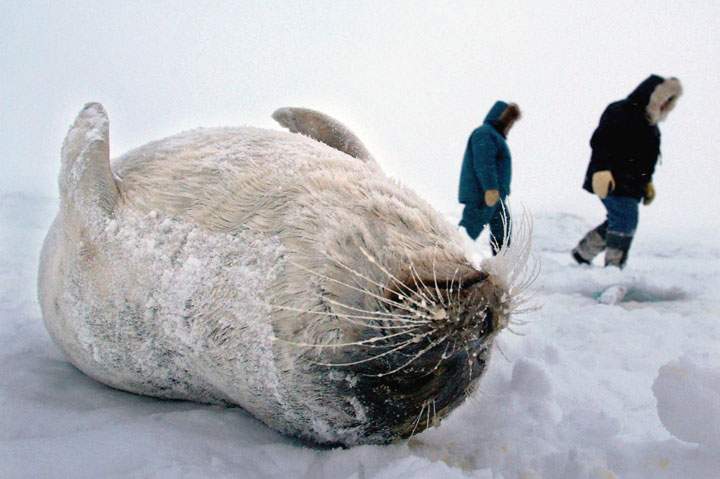 Sealfie