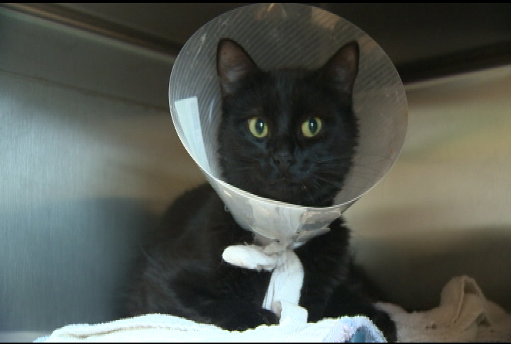 Online efforts to help save animal lives - image