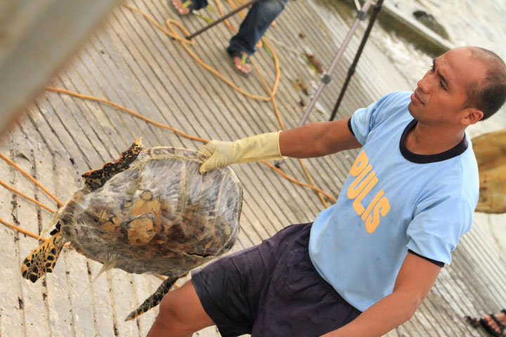 A Philippine National Police Maritime Group officer holds a dead green sea turtle as he unloads them from a Chinese vessel on May 10, 2014.