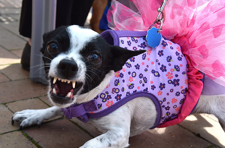 A dressed up Chihuahua dog reacts during the 'Run of the Chihuahuas' annual race in Washington on May 3, 2014. The annual Chihuahua race marks the Mexican holiday Cinco de Mayo celebrated on May 5.