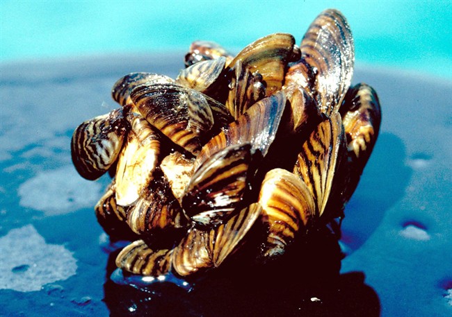In a photo provided by the U.S. Department of Agriculture, a group of zebra mussels, taken from Lake Erie, are seen in an undated photo.