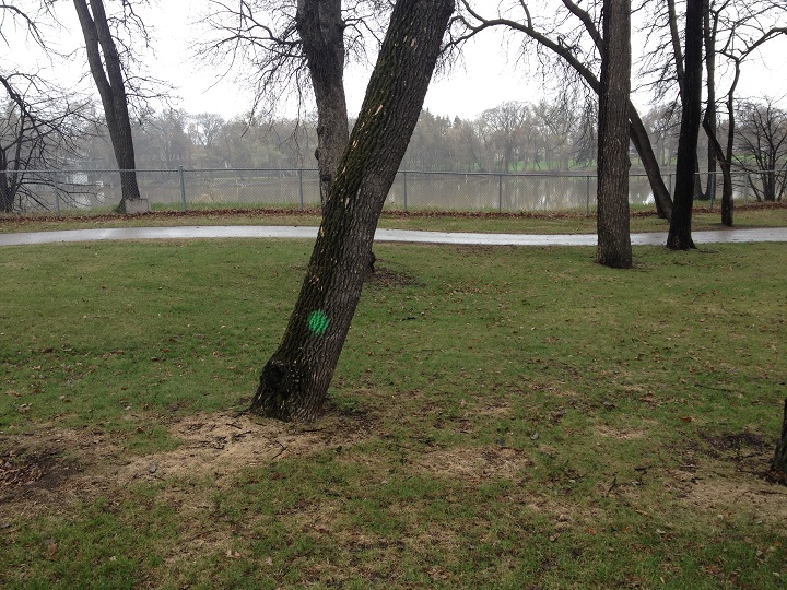 Winnipeggers with elm trees see ReLeaf in 2016 - image