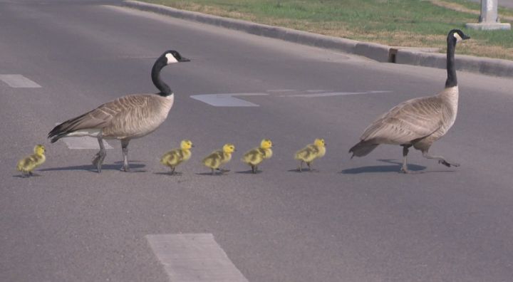 Edmonton firefighters helped a goose, gander and their goslings out of the nest to a nearby pond in Mill Woods Wednesday, May 21, 2014.