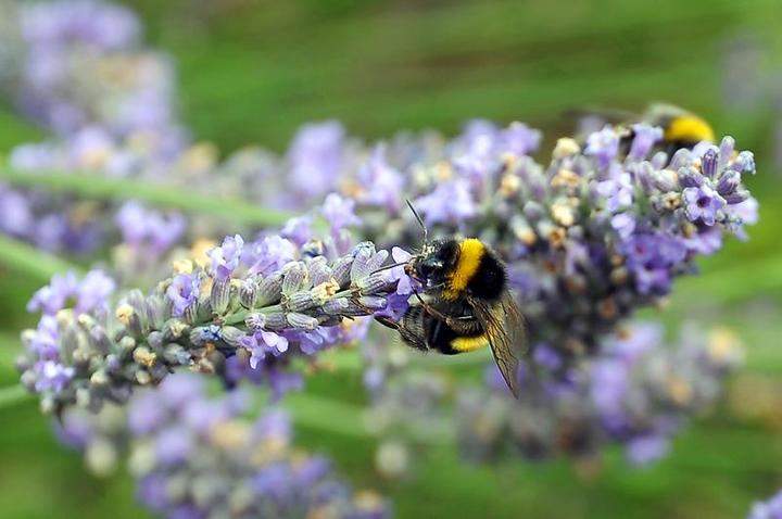 Lavender