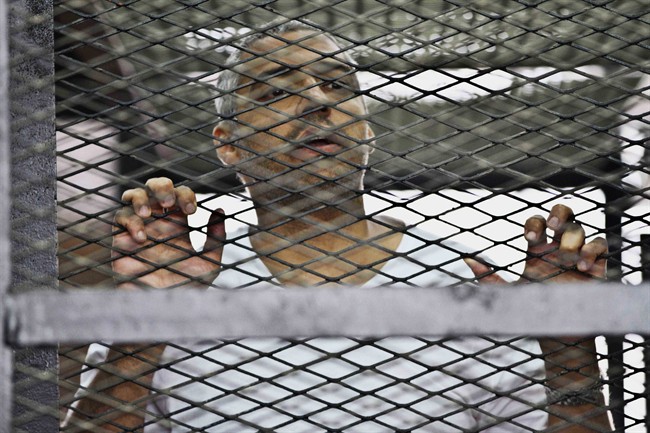 FILE - In this Thursday, May 5, 2014 file photo, Mohammed Fahmy, Canadian-Egyptian acting bureau chief of Al-Jazeera, appears in a defendant's cage along with several other defendants during their trial on terror charges at a courtroom in Cairo, Egypt.
