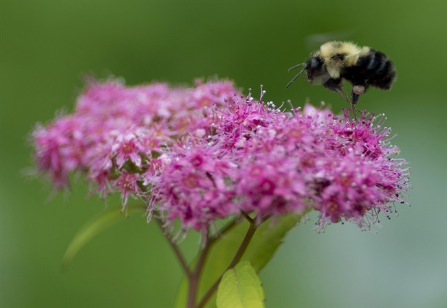 Beekeepers across Ontario say that they have endured massive bee losses due to the overuse of pesticides.