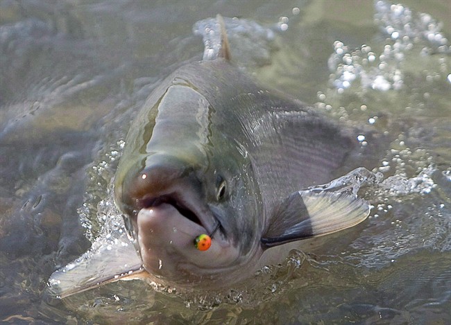 Warm weather affects B.C. salmon stocks - image
