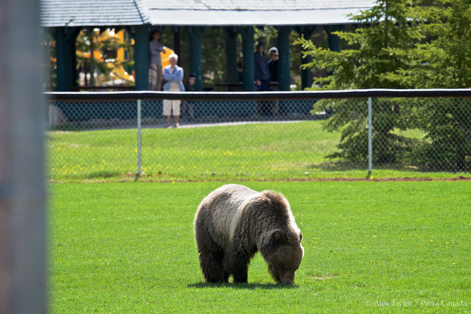 A grizzly bear is seen near the Cave and Basin National Historic Site in Banff National Park.