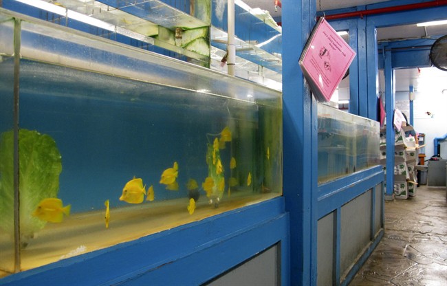 Fish in a tank.
