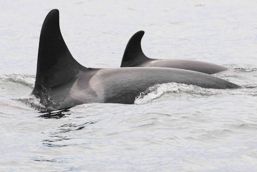 Springer and her calf sighted recently.