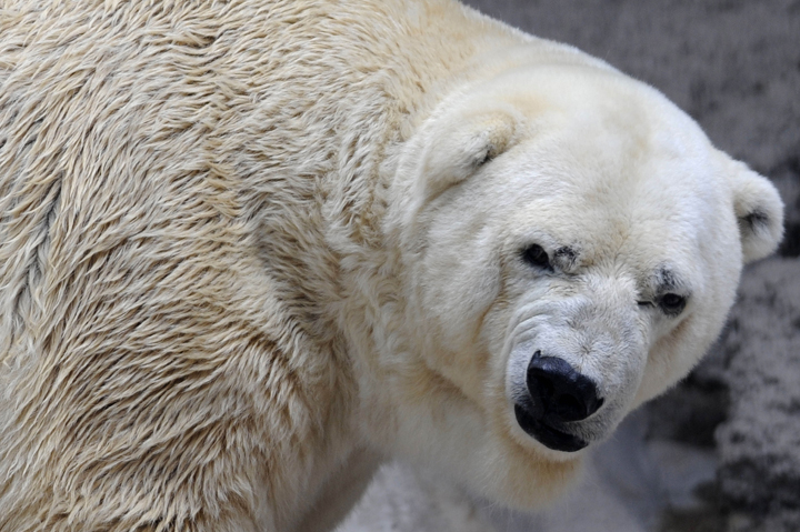 Arturo, the only polar bear in Argentina