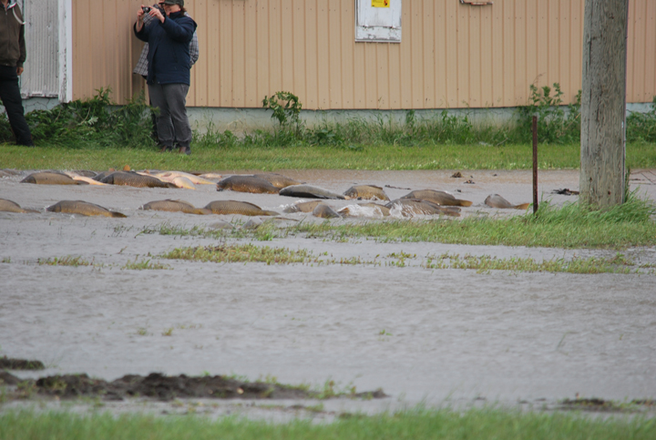 Delta Beach carp Lake Manitoba