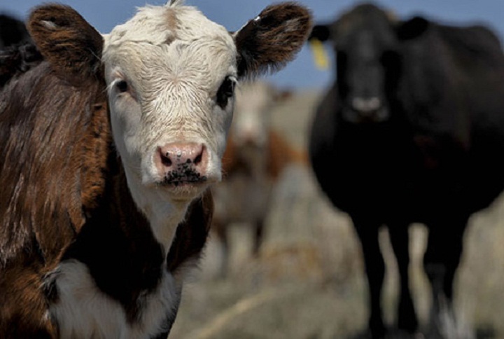 RCMP in Biggar have cracked a case of alleged cattle theft dating back to 2008.