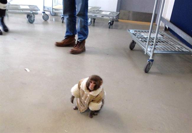 A small monkey wearing a winter coat and a diaper apparently looks for its owners at an IKEA in Toronto on Sunday Dec. 9, 2012. The day a monkey in a little coat and diaper was found in an Ikea parking lot in Toronto, several people began tweeting as the Ikea monkey. THE CANADIAN PRESS/HO, Bronwyn Page.