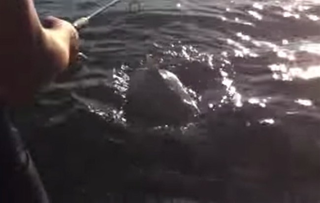 A frame from a videoshows what the posters claimed was a shark near Kingston, Ont, posted to YouTube on July 10, 2014.