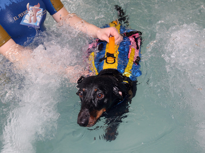 Dog obesity and fitness camps