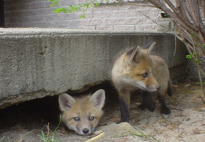 A family of foxes discovered under a step in Montreal in 2004.
