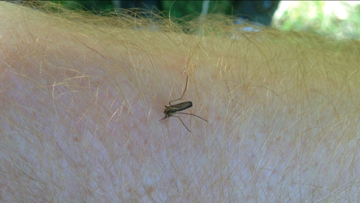 City to begin fogging Sunday; Health Canada approves Winnipeg’s malathion supply - image