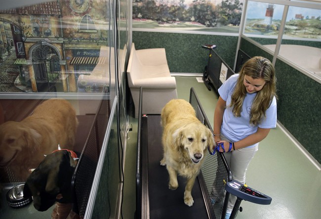 Fat camps offer pudgy pets 'pawlates' to slim down