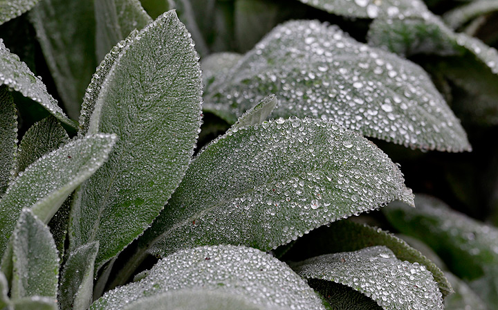 Lamb’s ear plants (pictured here) are a good choice for natural toilet paper in the woods – so soft!