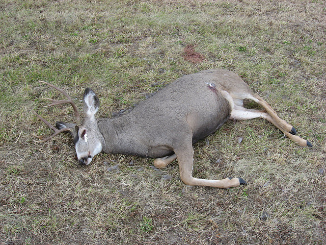 poaching in Alberta