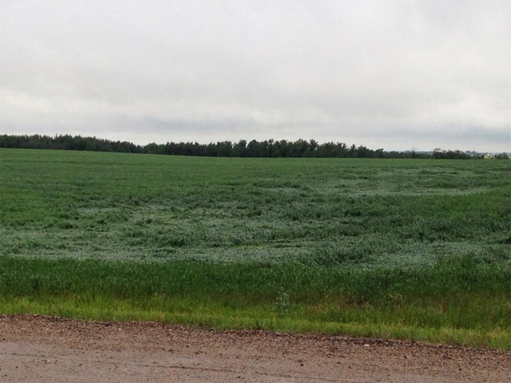 Swath of flattened crop