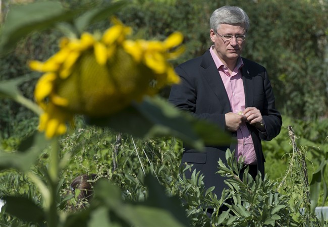 Can homegrown food win the climate change war? - image