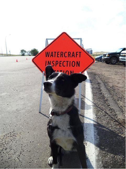 Specialized detection dogs are following their noses and protecting Alberta from invasive zebra and quagga mussels.