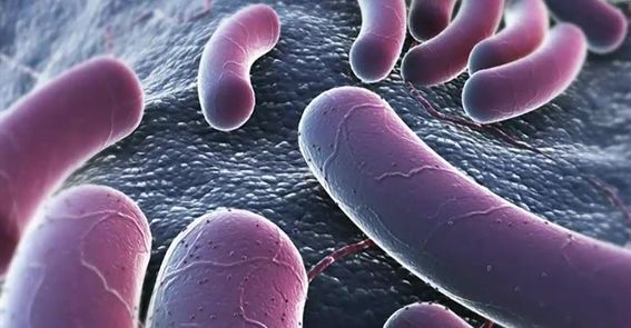 Tainted lunch: Navigating gaps in Canada’s food safety system - image