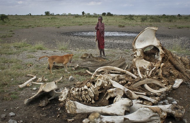 A Maasai boy and his dog stand near the skeleton of an elephant killed by poachers outside of Arusha, Tanzania.
