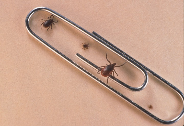 A Close Up Of An Adult Female, An Adult Male, Nymph And Larva Tick.