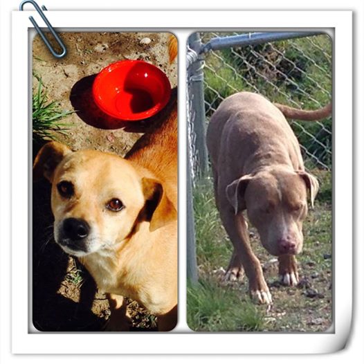 Jerry and Donavon, two rescue dogs missing after Saturday’s crash near Olds.