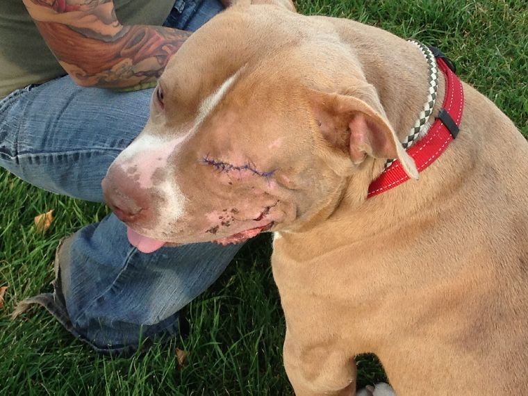 Angus the pitbull is all stitched up and healing well. Veterinarians believe he was hit by a car.