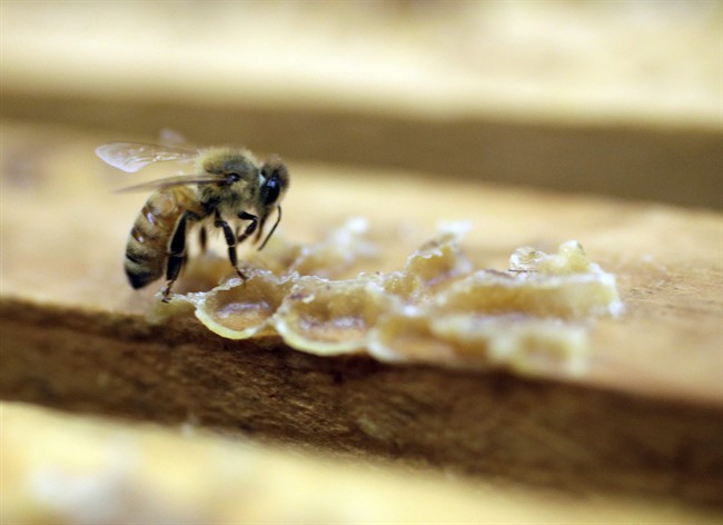 Bees