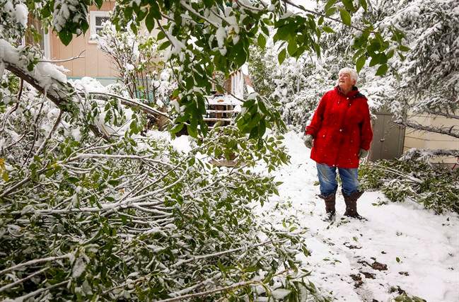 Jean Rivers inspects the damage to her trees. About half of all trees in Calgary were damaged or destroyed in a snowstorm that hit Calgary in September 2014.