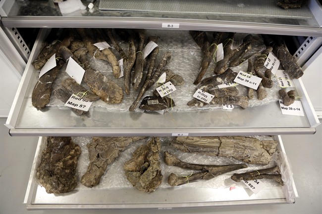 bones from a Dreadnaughtus schrani are displayed at a lab at Drexel University in Philadelphia.